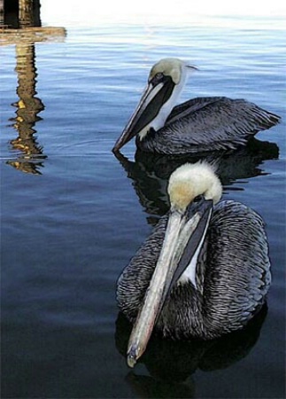 Pelican Patrol