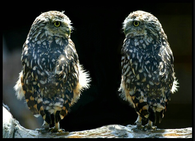 Owl Gossip