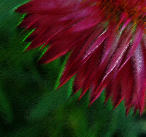 straw flower