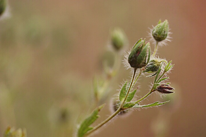 Tiny  field  weed