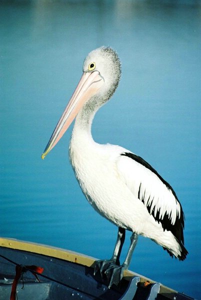 Pelican on Rowboat