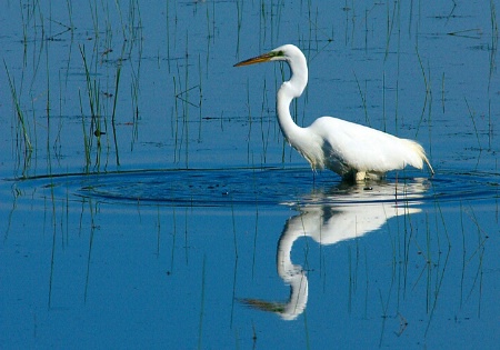 Egret