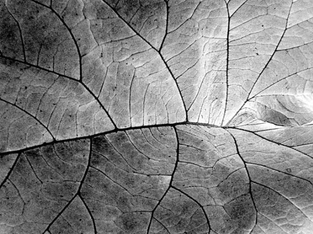 Detail of Leaf - ID: 143544 © John D. Jones