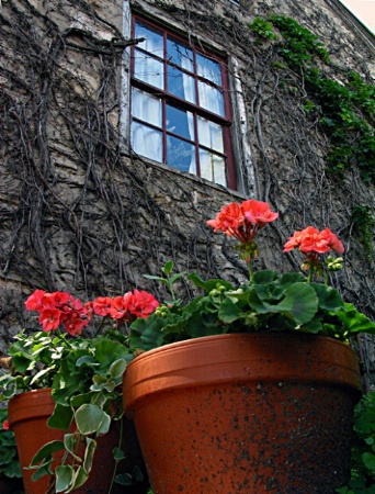 Donnelly House Window & Geraniums
