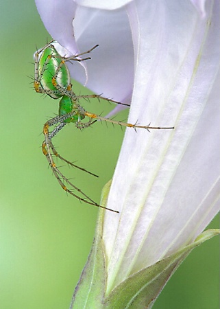 Female Green Lynx Spider