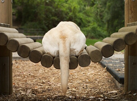 Labrador Pendulum