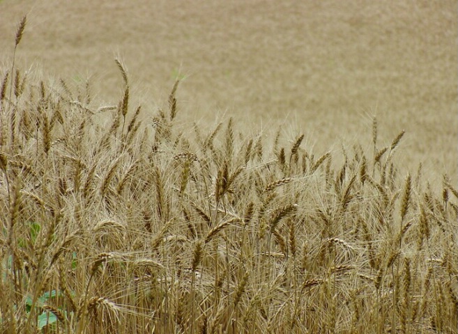 wheatfield