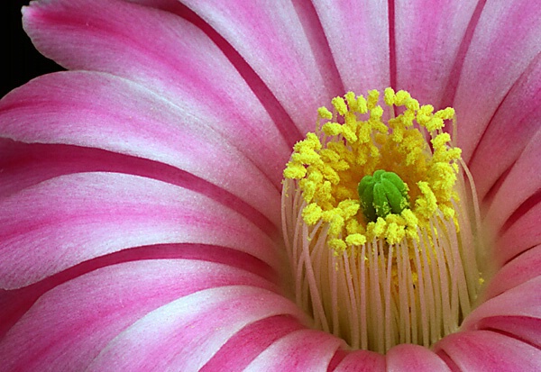 Cactus Blossom Closeup
