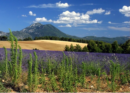 Valensole Plain