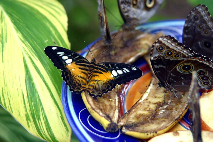 Butterfly Feast