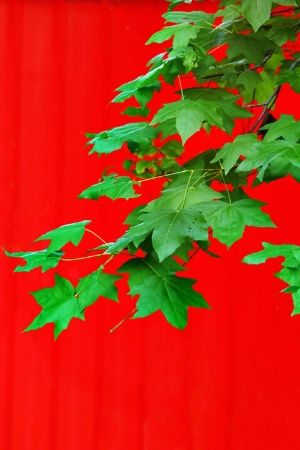 Summer  Maple