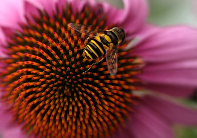 Spike Bee