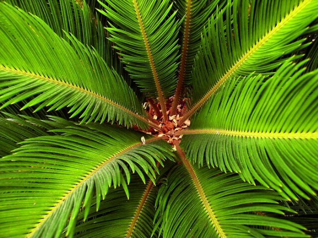 Palms - ID: 154526 © John D. Jones