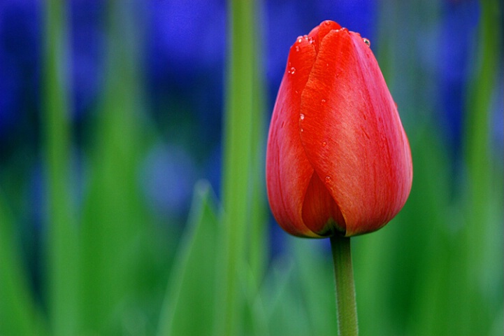 Short Tulip