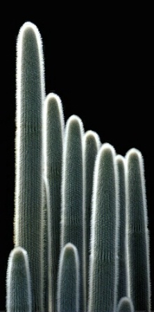 Cacti Skyline