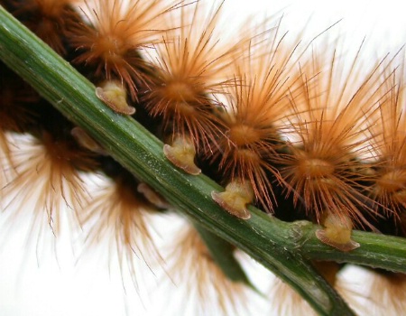 Caterpillar Feet