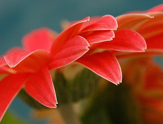 gerbera petals II