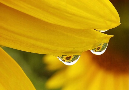 Sunflower droplets