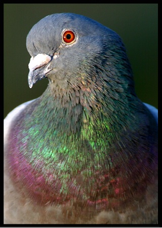 Rock Dove Close-up