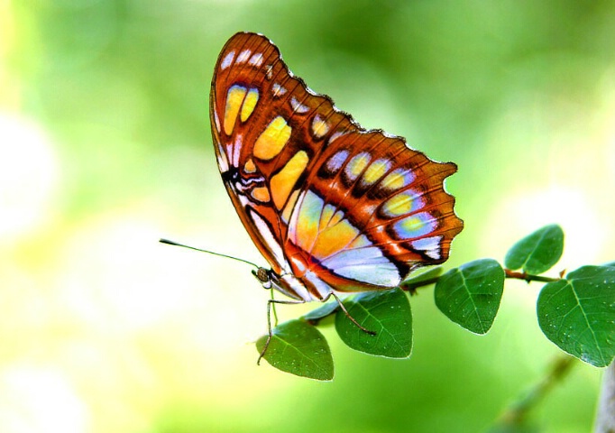 Winged Beauty