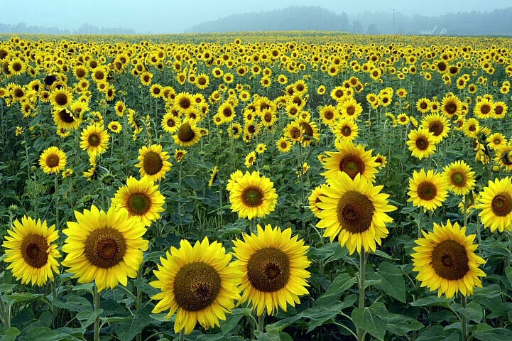 Sunflower sea