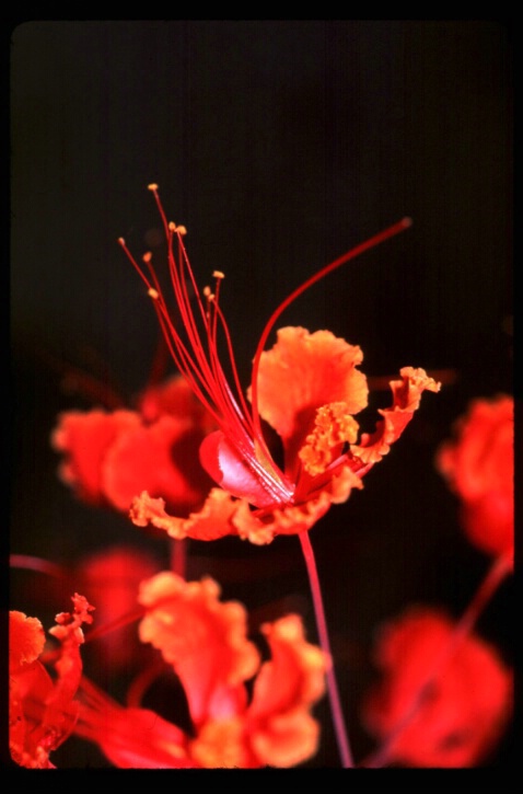 Phoenix Flower - ID: 167173 © Mary B. McGrath