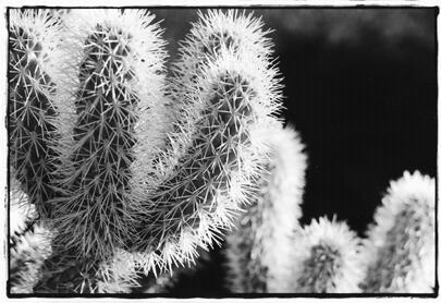 Cactus - ID: 167177 © Mary B. McGrath