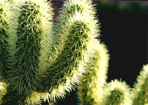 Cactus - ID: 167181 © Mary B. McGrath
