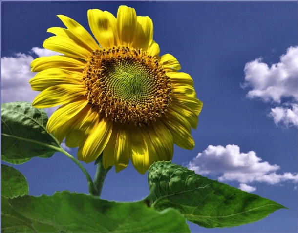 Sunflower on High