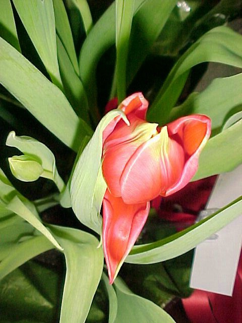 Valentine Tulip