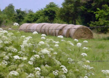 Hay!! Flowers!!