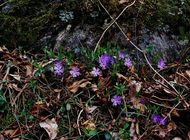 Spring Violets - ID: 176039 © Farrin Manian