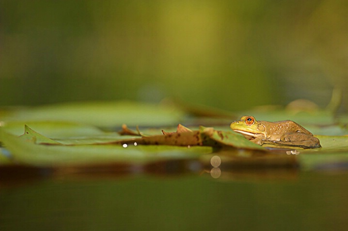 BABY BULLFROG