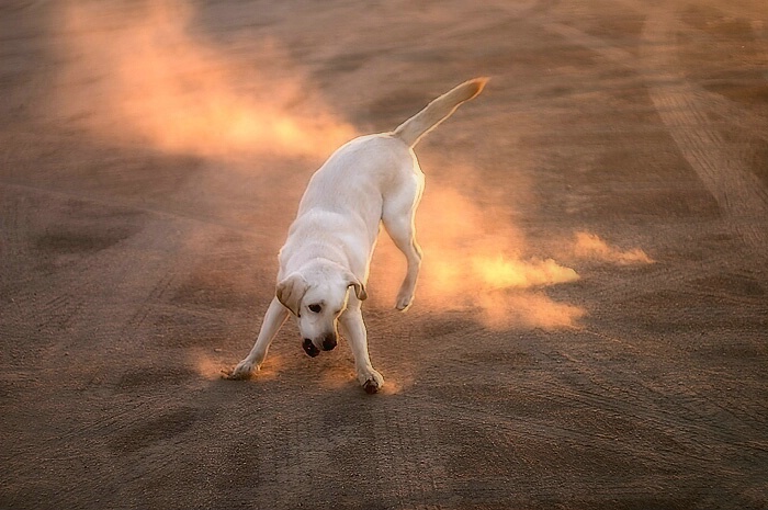 The Fire Dance Ritual