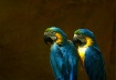 Double Macaws