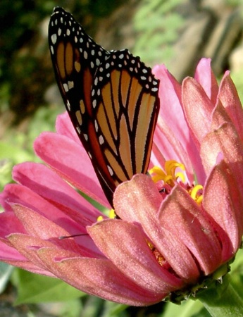 Monarch of the Zinnia Patch