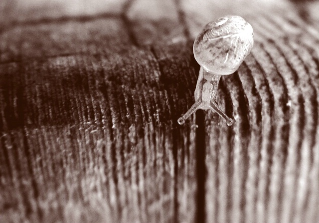 Tiny Tiny Snail