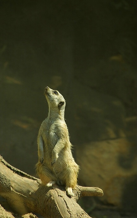 Meerkat!