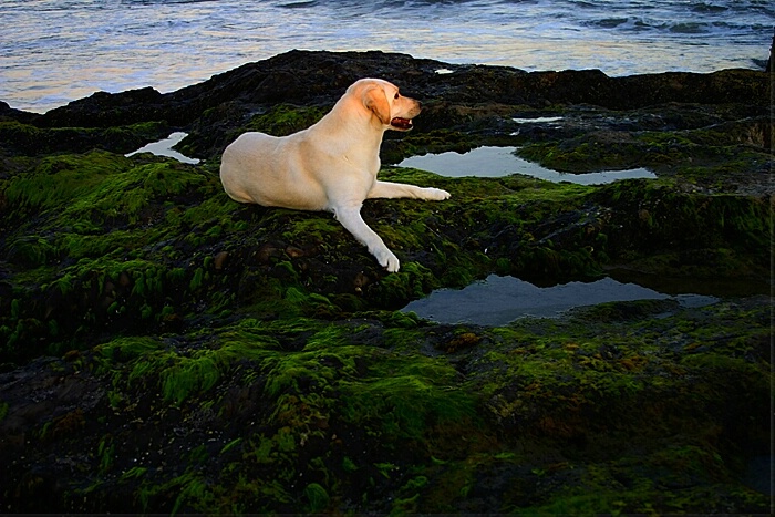 Labrador at Lagoon II