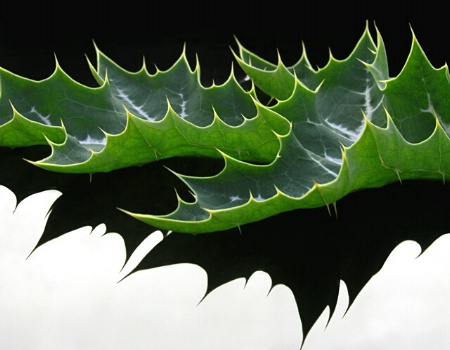 Thistle leaf