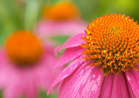 Coneflower triangle