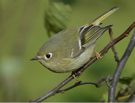 Ruby Crowned Kinglet