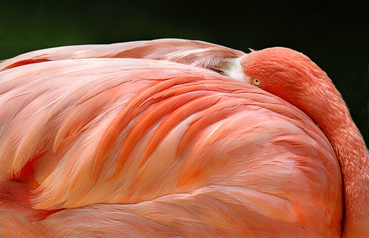 Flamingo's Eye