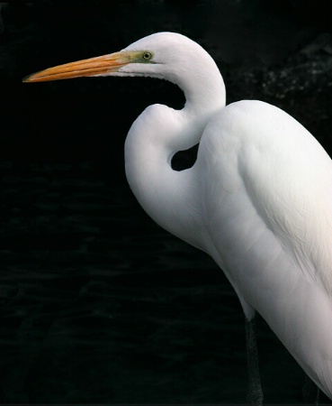 Egret