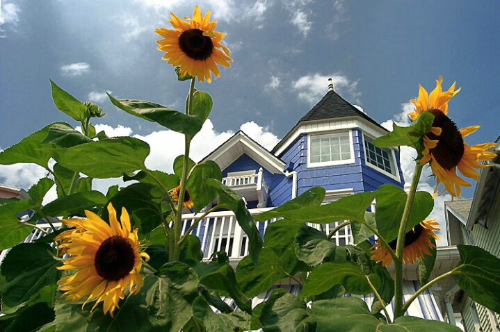 VICTORIAN SUMMER