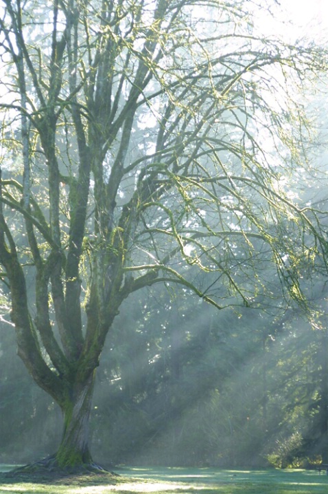 Tree with Sunbeams