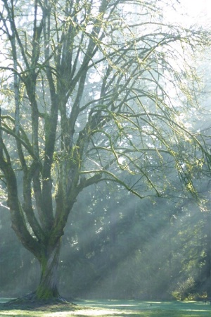 Tree with Sunbeams