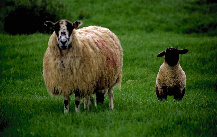 Lambs - 50 Percent Sharpening