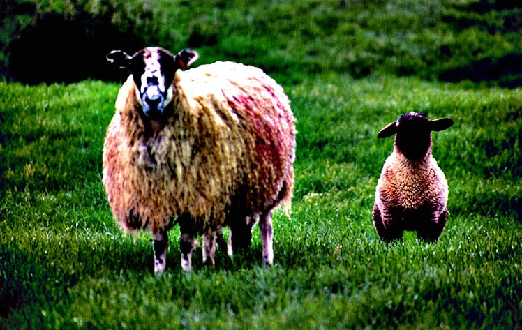 Lambs - 200 Percent, 75 Radius Sharpening
