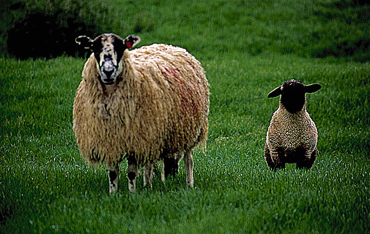 Lambs - 490 Percent Sharpening